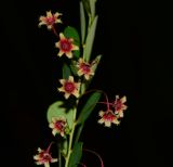 Phyllanthus pulcher
