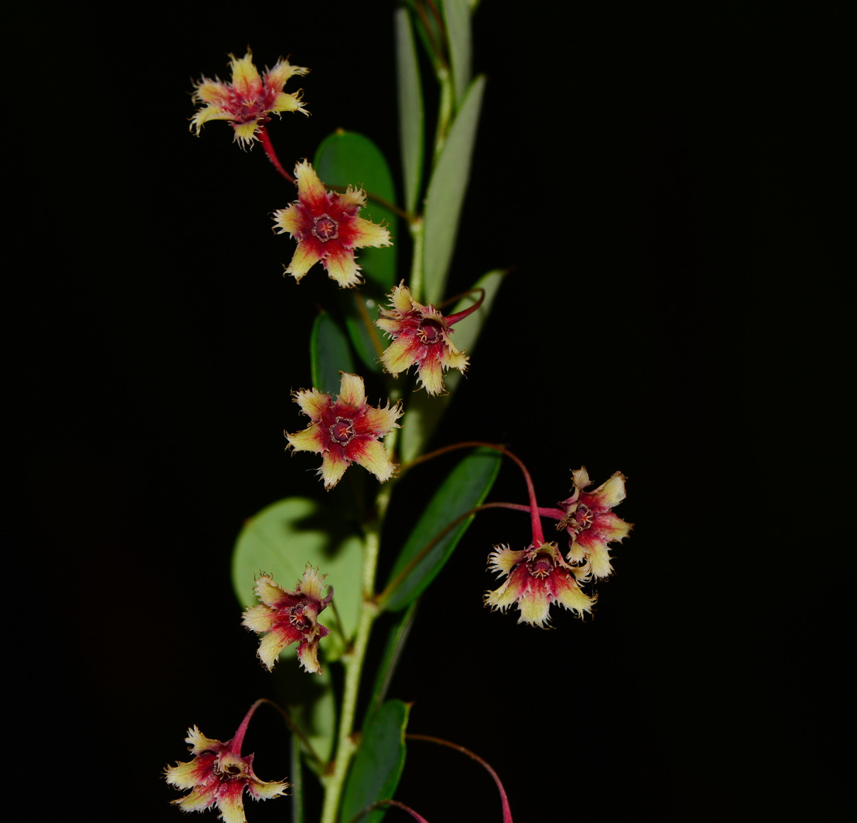 Изображение особи Phyllanthus pulcher.