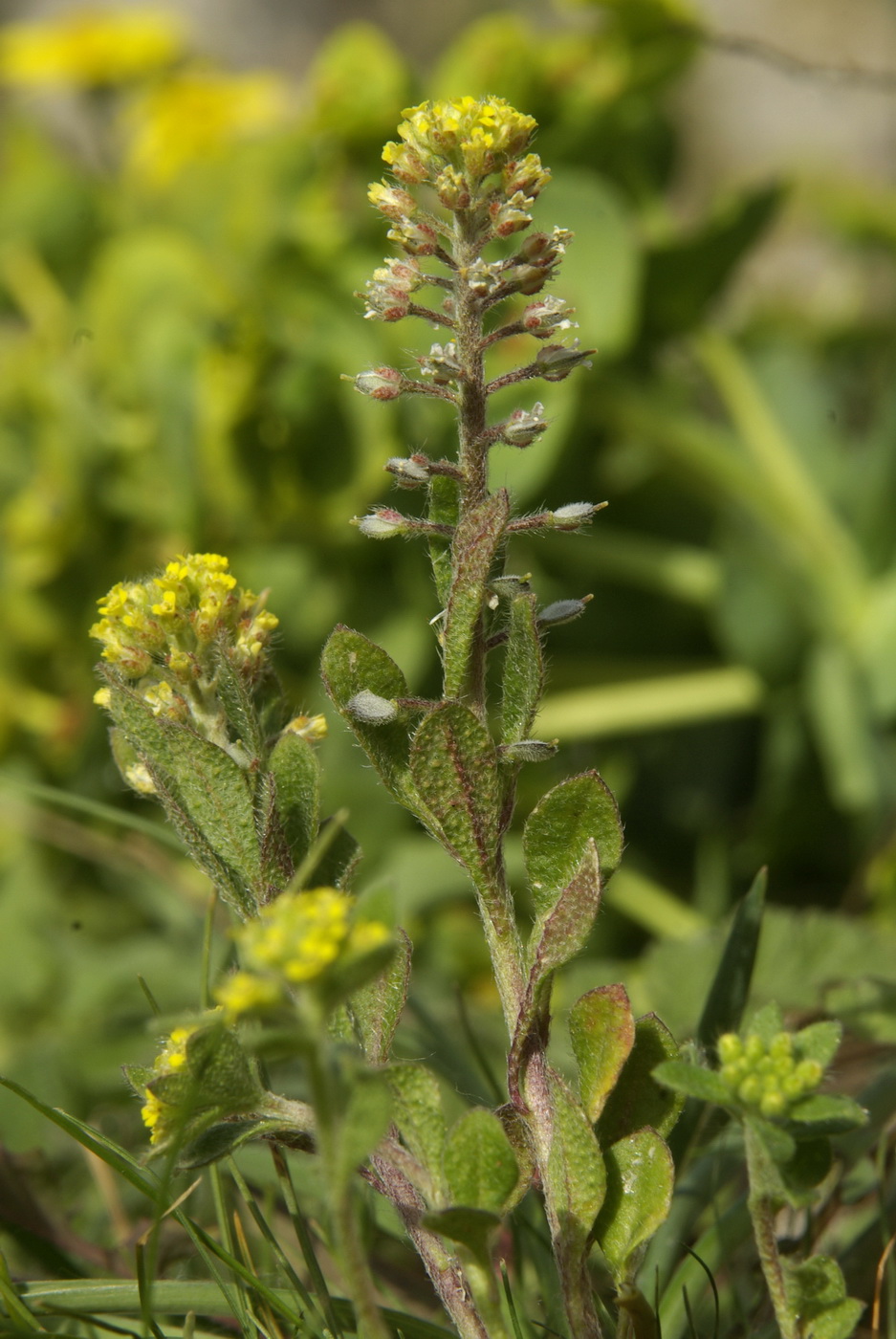 Image of Alyssum simplex specimen.