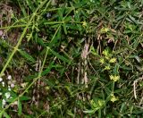 Rubia tenuifolia. Вегетативный побег. Израиль, Нижняя Галилея, г. Верхний Назарет, ландшафтный парк. 27.03.2017.