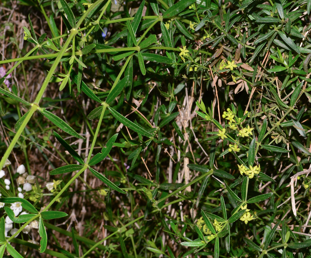 Image of Rubia tenuifolia specimen.