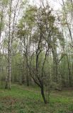 Sambucus racemosa
