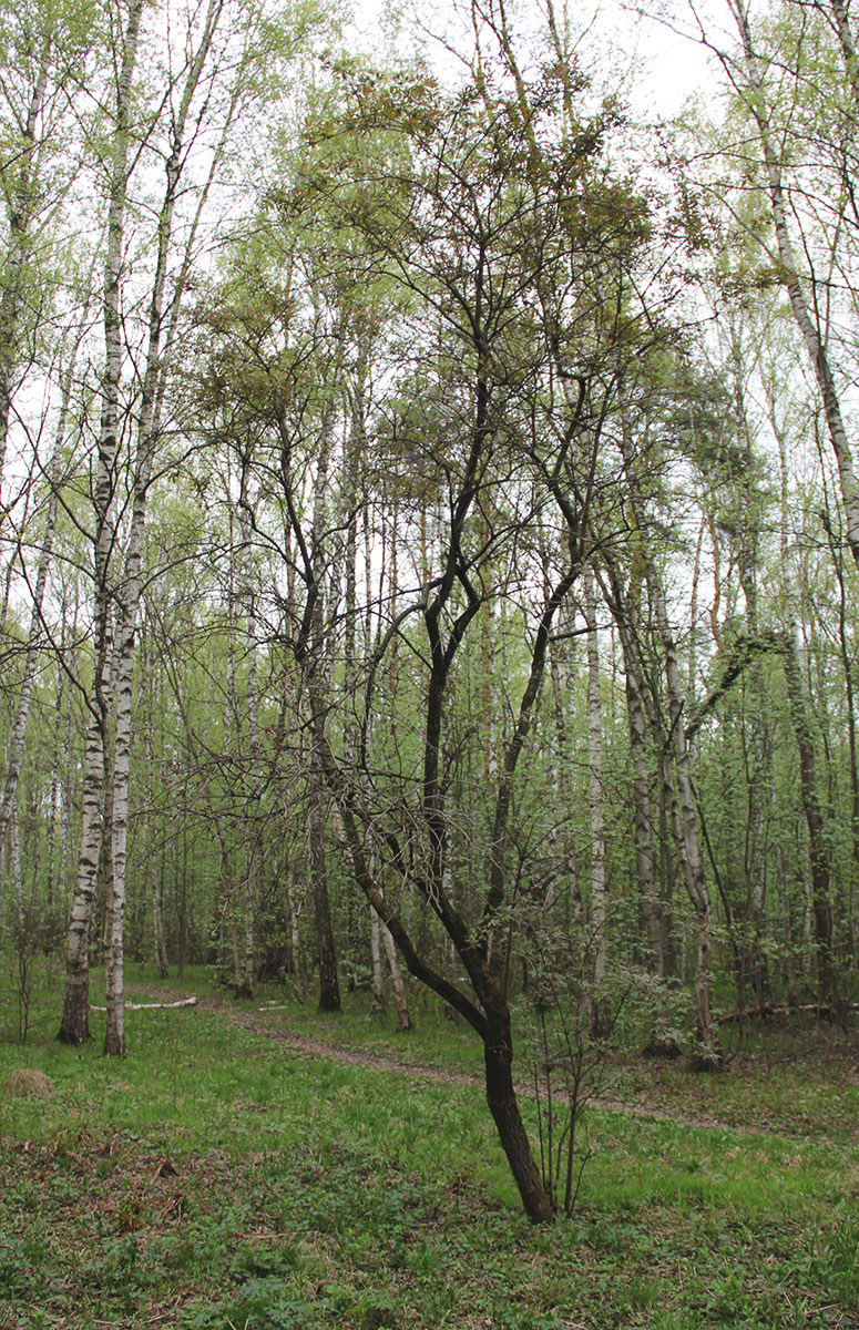 Изображение особи Sambucus racemosa.