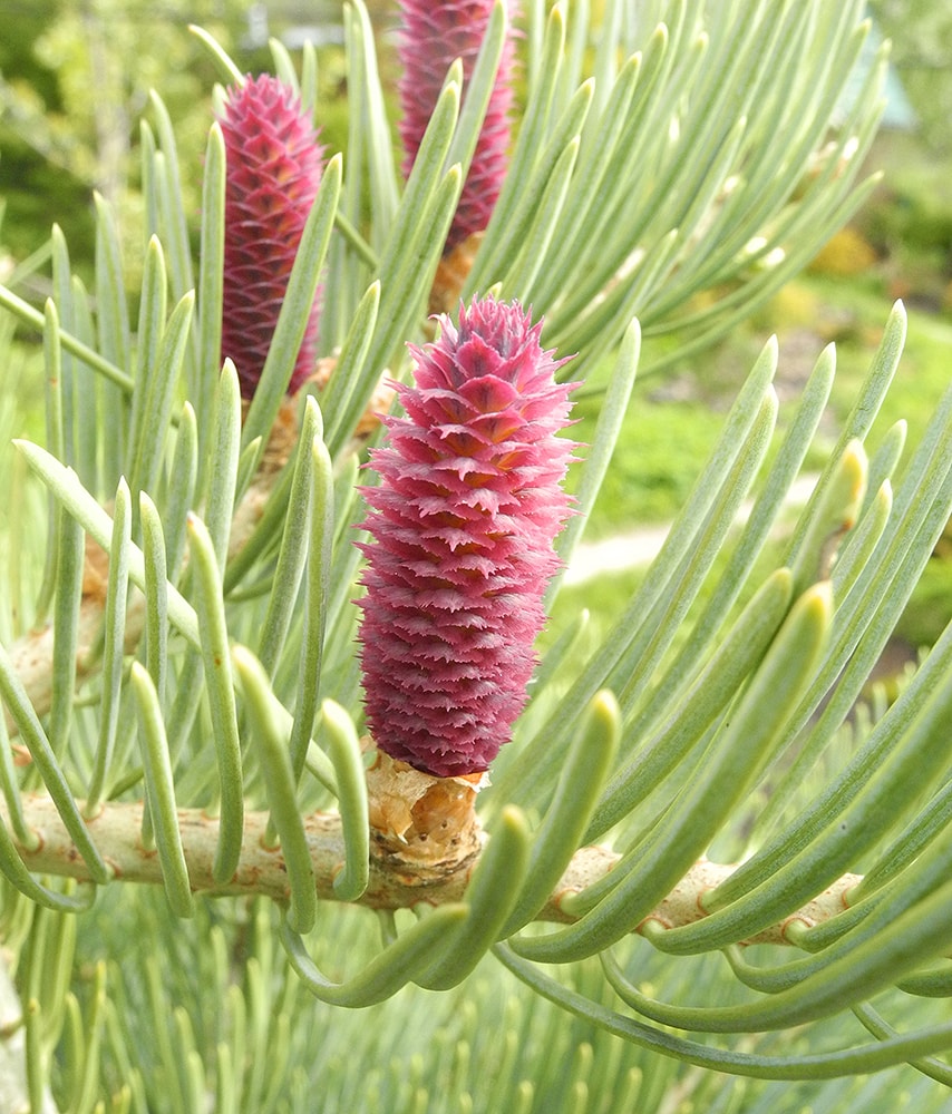 Image of Abies concolor specimen.