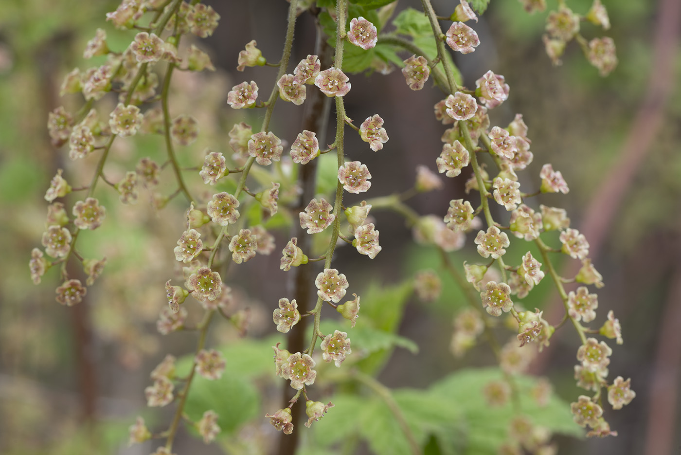 Изображение особи Ribes spicatum.