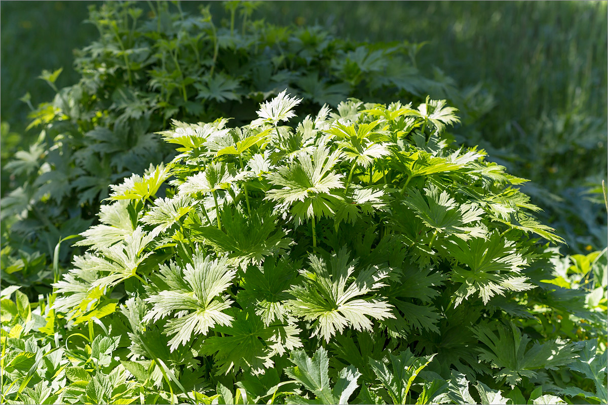 Image of genus Aconitum specimen.