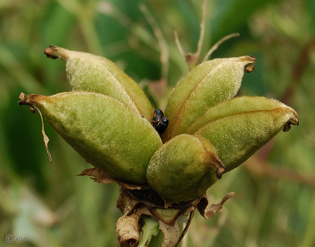 Image of Paeonia suffruticosa specimen.