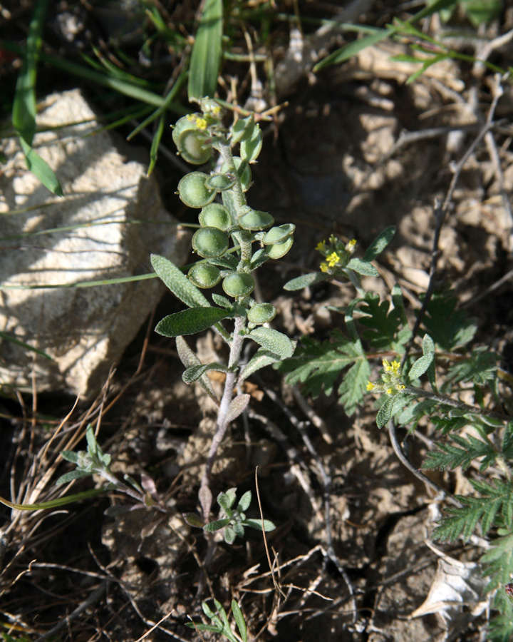 Изображение особи Alyssum turkestanicum var. desertorum.