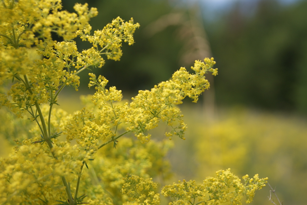 Image of Galium verum specimen.