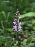 Dactylorhiza fuchsii. Соцветие. Москва, Измайловский парк, лиственный лес, у тропы. 28.06.2017.