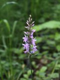 Dactylorhiza fuchsii