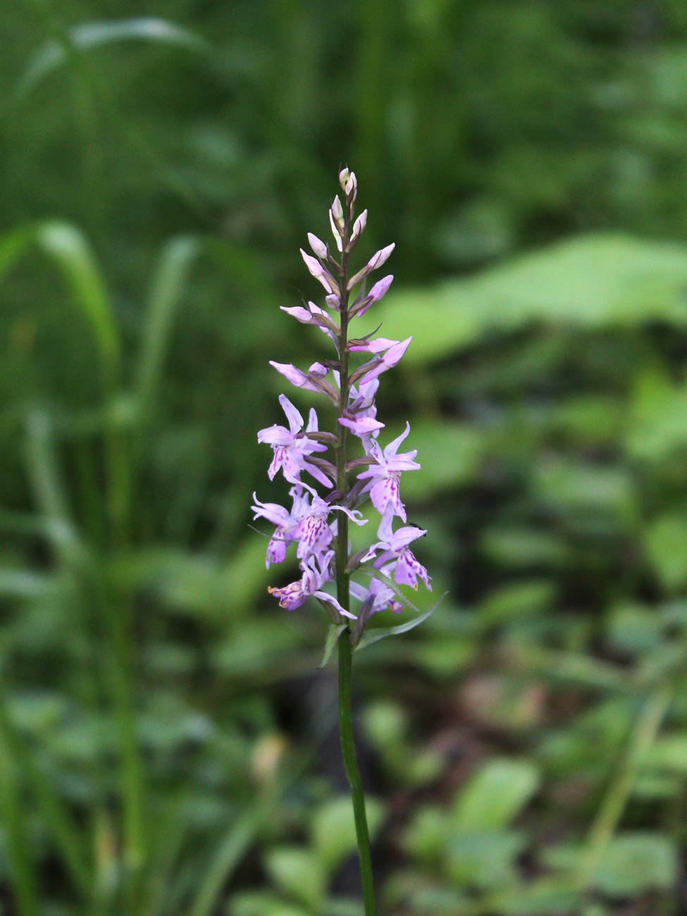 Изображение особи Dactylorhiza fuchsii.