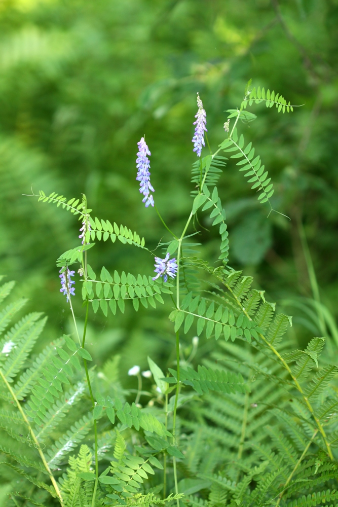 Image of Vicia cracca specimen.