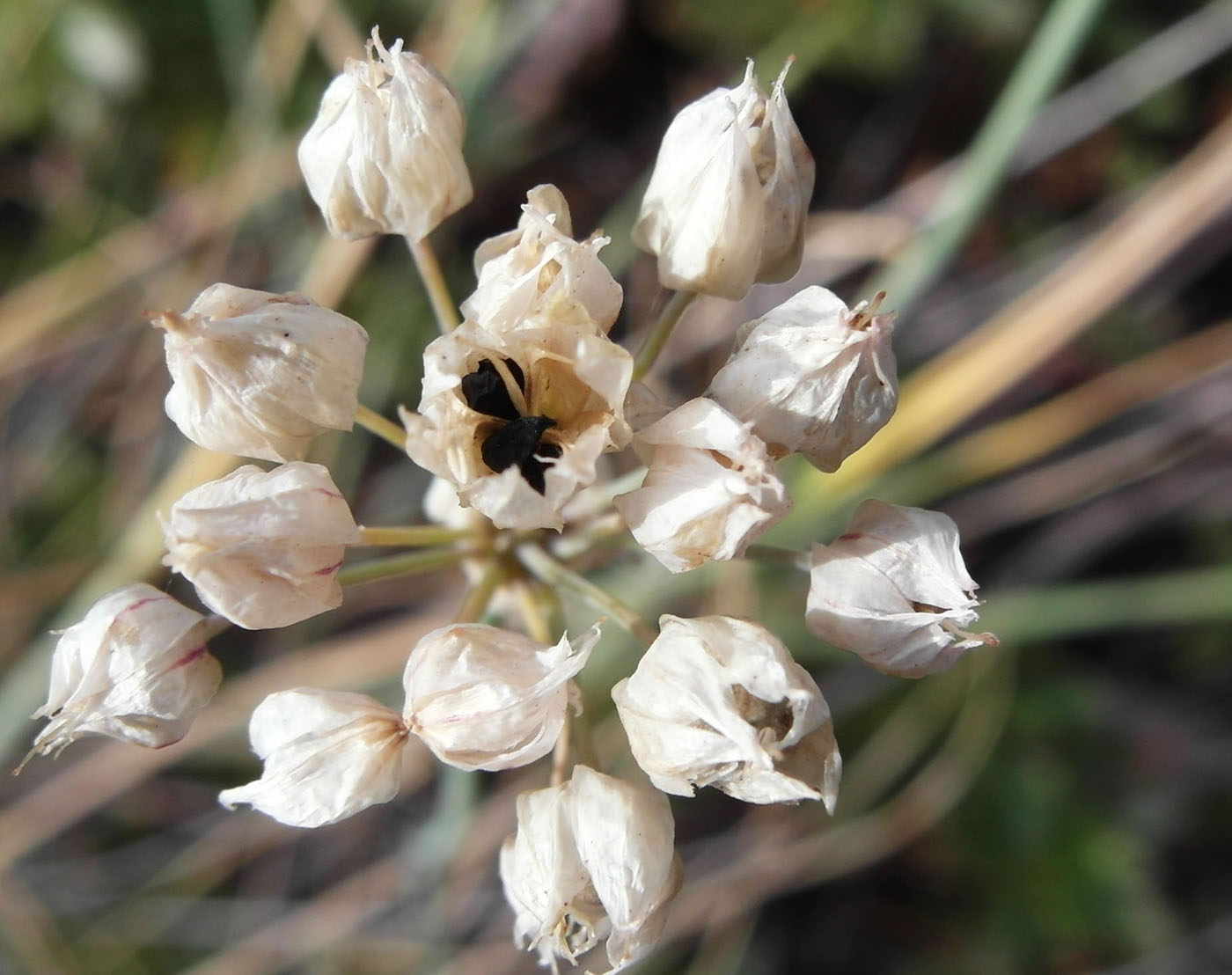 Image of Allium oliganthum specimen.