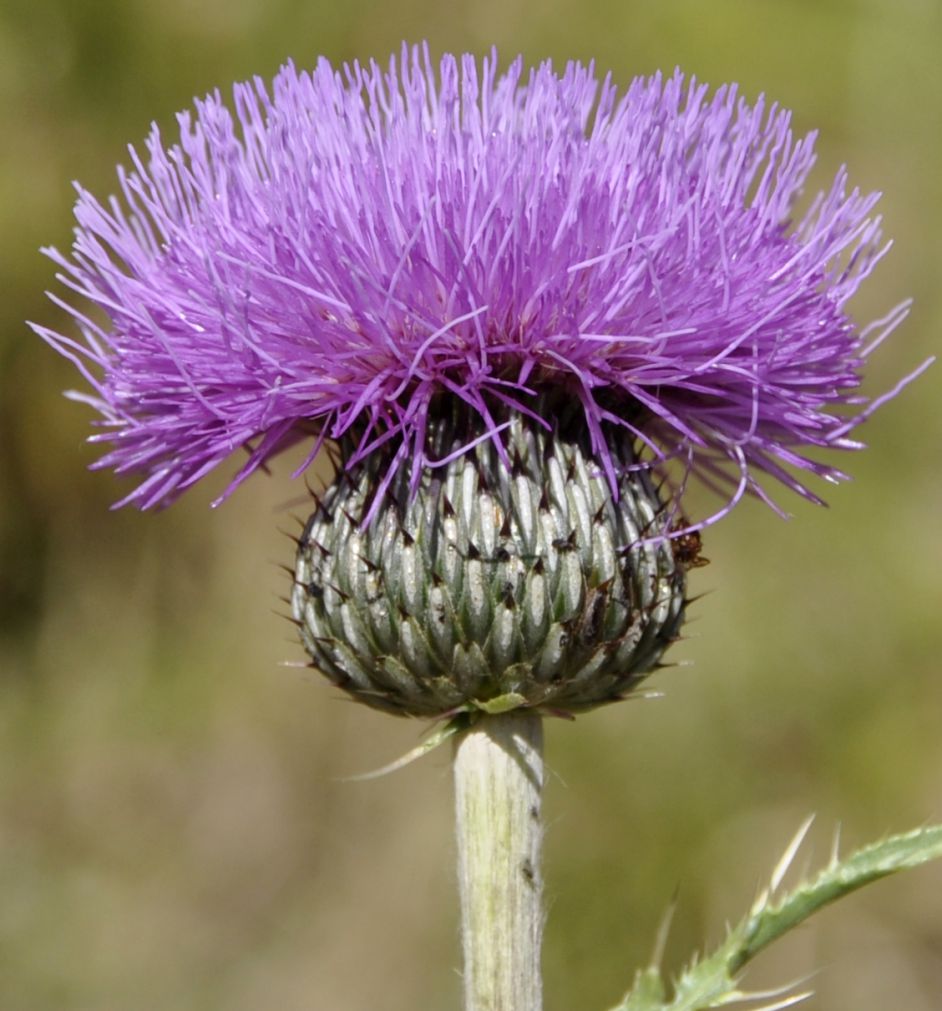 Изображение особи Cirsium tymphaeum.