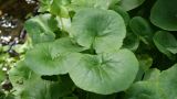 Caltha sibirica