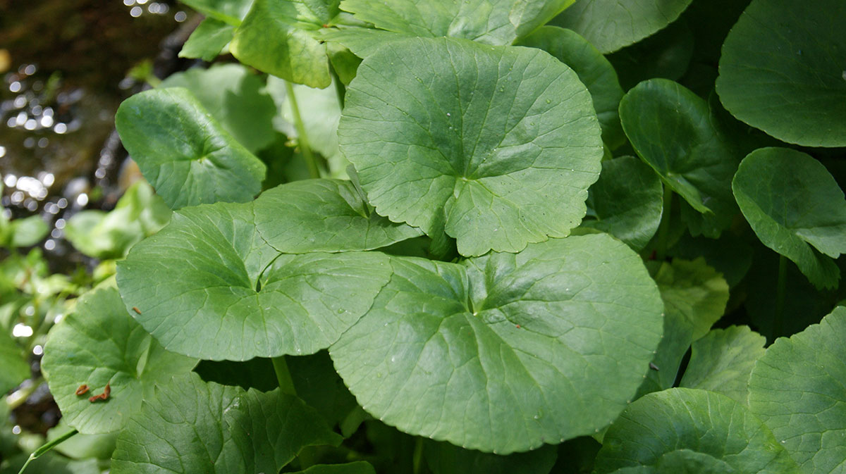 Image of Caltha sibirica specimen.