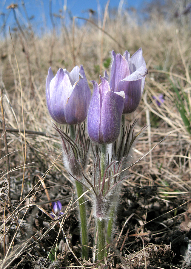 Image of Pulsatilla patens specimen.