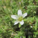 Minuartia inamoena