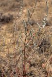 Bassia prostrata