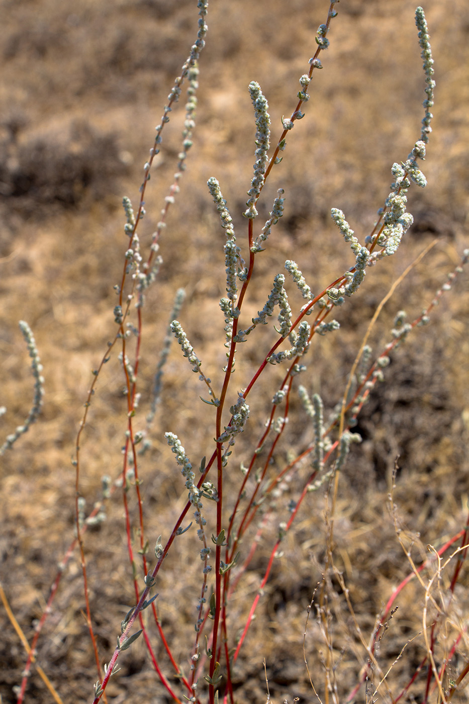 Изображение особи Bassia prostrata.