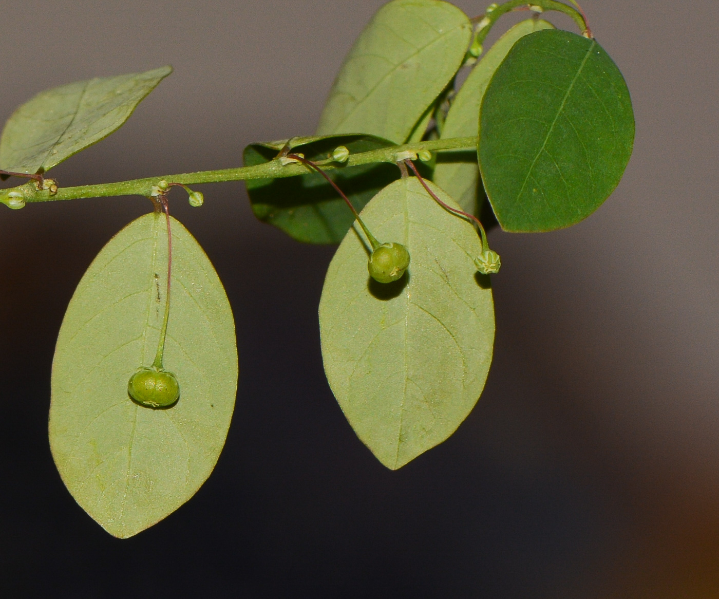 Image of Phyllanthus rotundifolius specimen.
