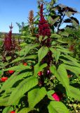 Amaranthus tricolor