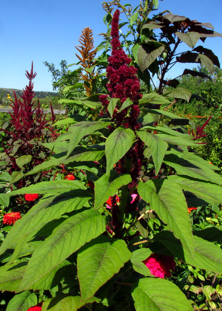 Изображение особи Amaranthus tricolor.