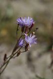 Lactuca tatarica