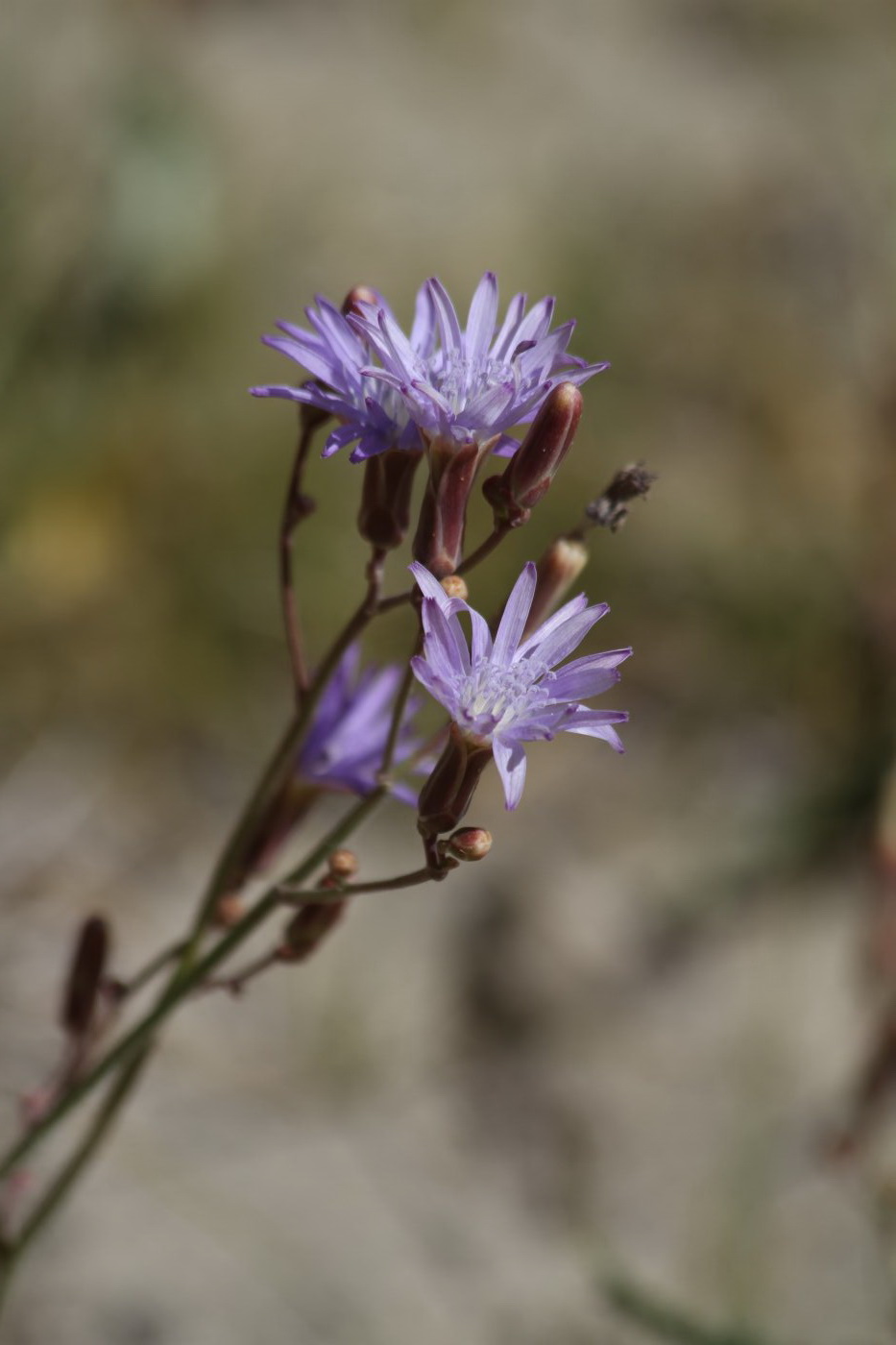 Изображение особи Lactuca tatarica.