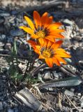 Gazania krebsiana