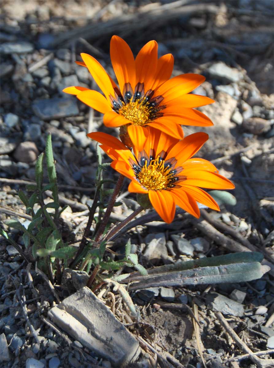 Image of Gazania krebsiana specimen.