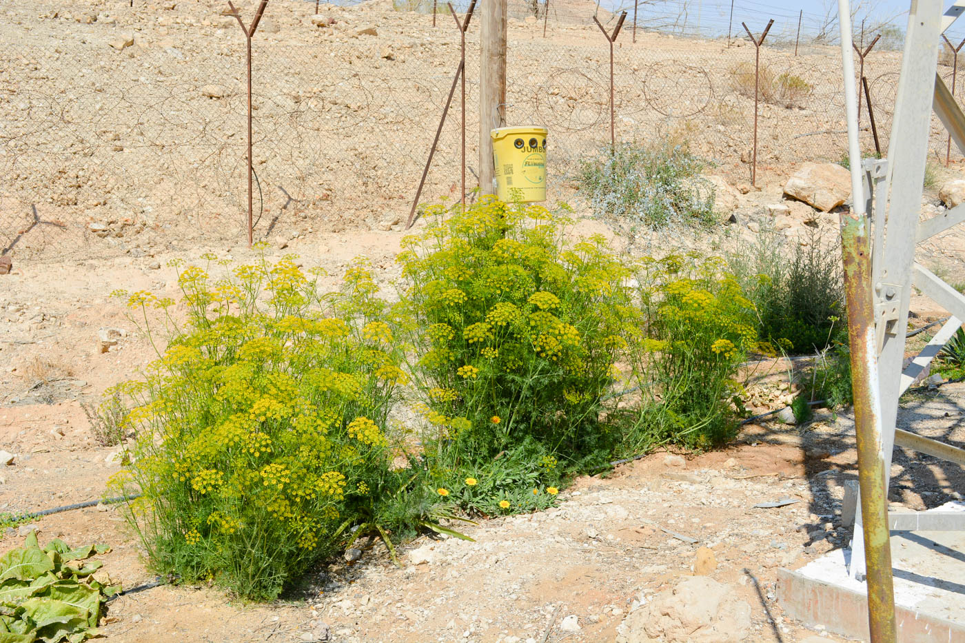 Изображение особи Anethum graveolens.