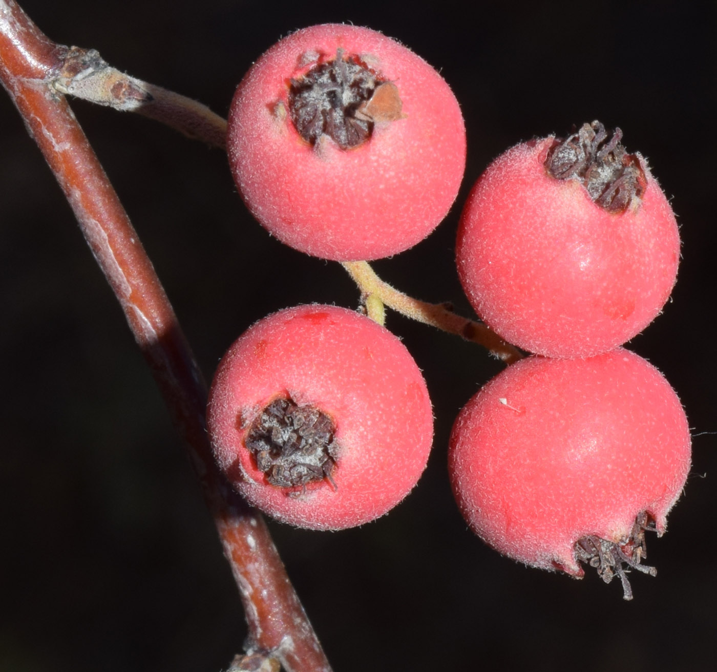 Image of Cotoneaster soongoricus specimen.