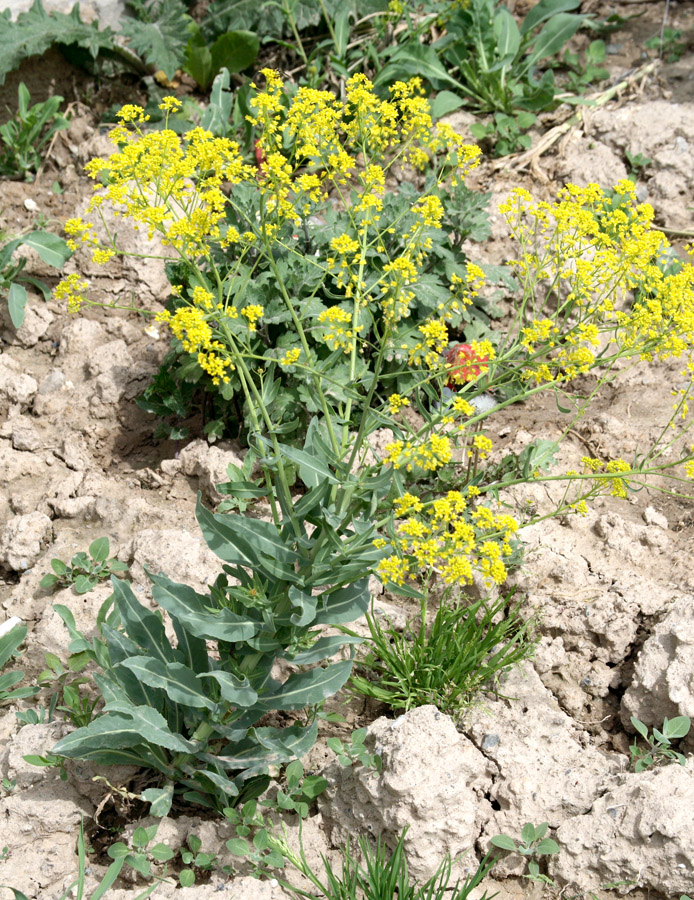 Image of Isatis tinctoria specimen.