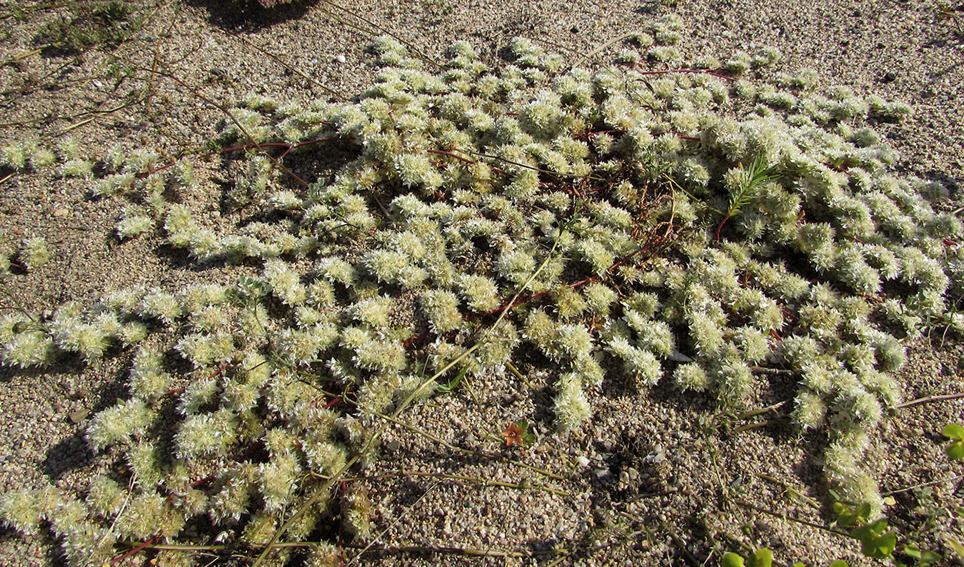 Image of Paronychia argentea specimen.