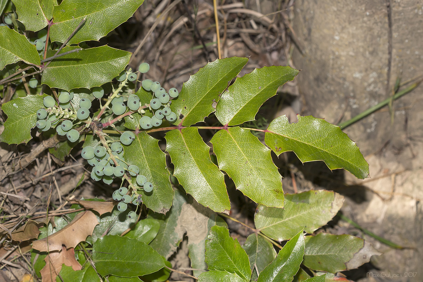 Изображение особи Mahonia aquifolium.