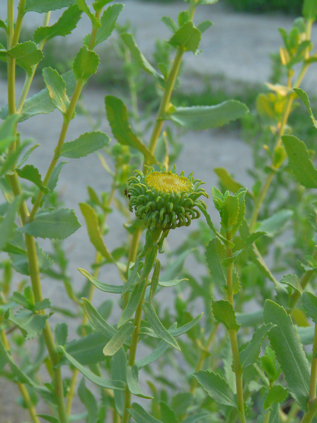 Изображение особи Grindelia squarrosa.