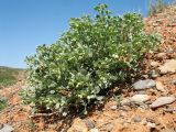 Zygophyllum iliense