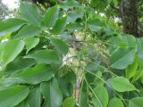 Pterocarpus indicus. Часть ветви с развивающимися соцветиями. Австралия, г. Брисбен, ботанический сад. 23.10.2016.