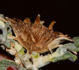Image of specimen