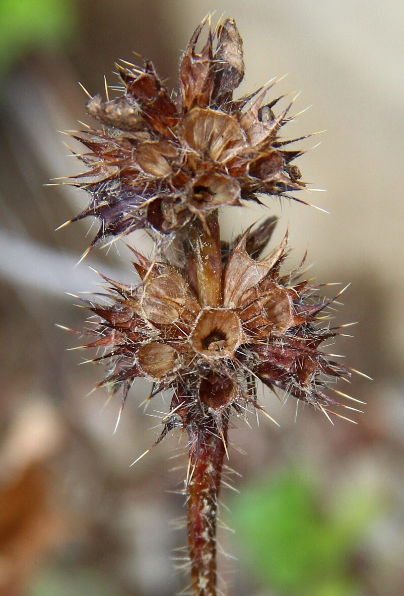 Изображение особи Galeopsis bifida.