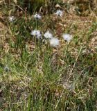 Eriophorum vaginatum