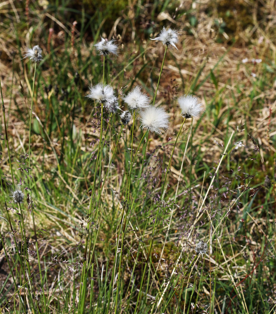 Image of Eriophorum vaginatum specimen.