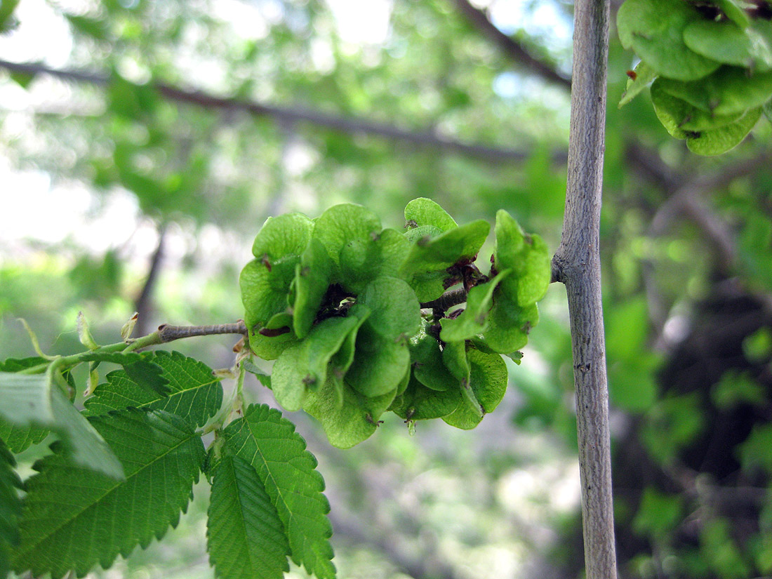 Изображение особи Ulmus pumila.