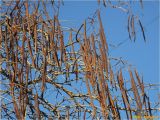 род Catalpa. Ветви с плодами. Украина, Николаевская обл., Николаевский горсовет, г. Николаев, Заводской р-н, парк \"Лески\". 28.12.2017.