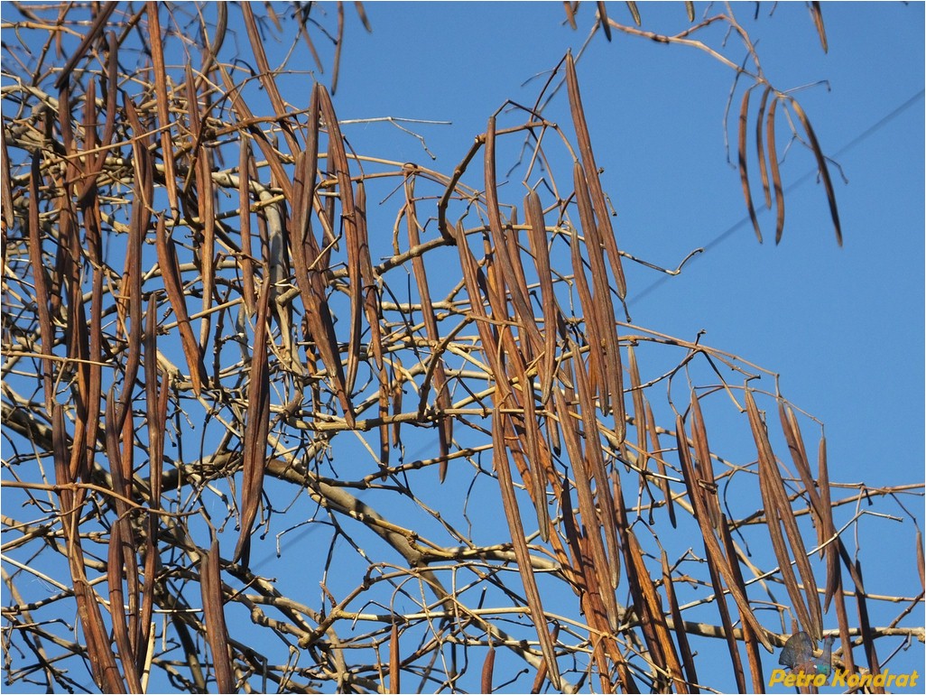 Image of genus Catalpa specimen.