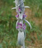 Stachys byzantina