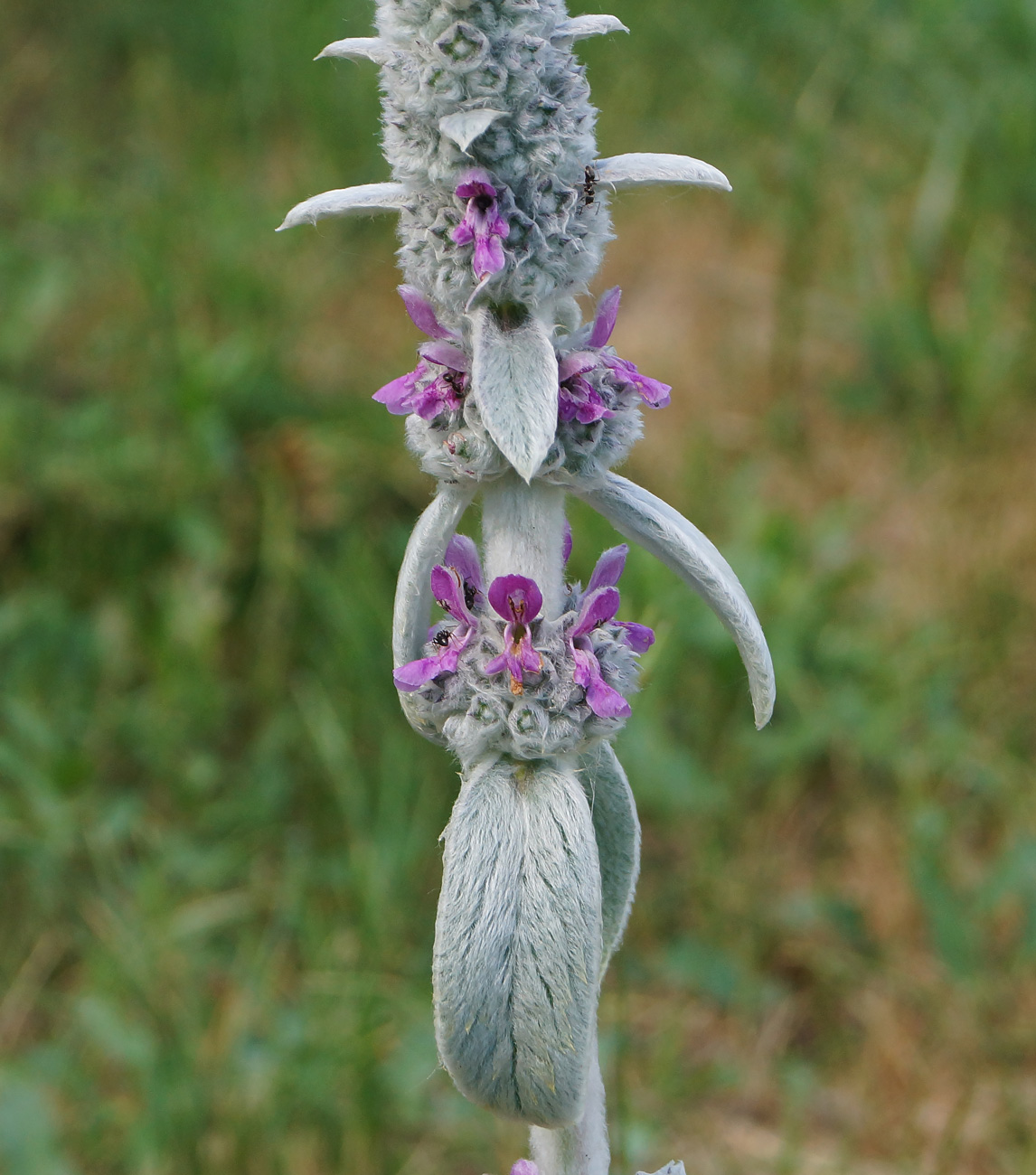 Image of Stachys byzantina specimen.