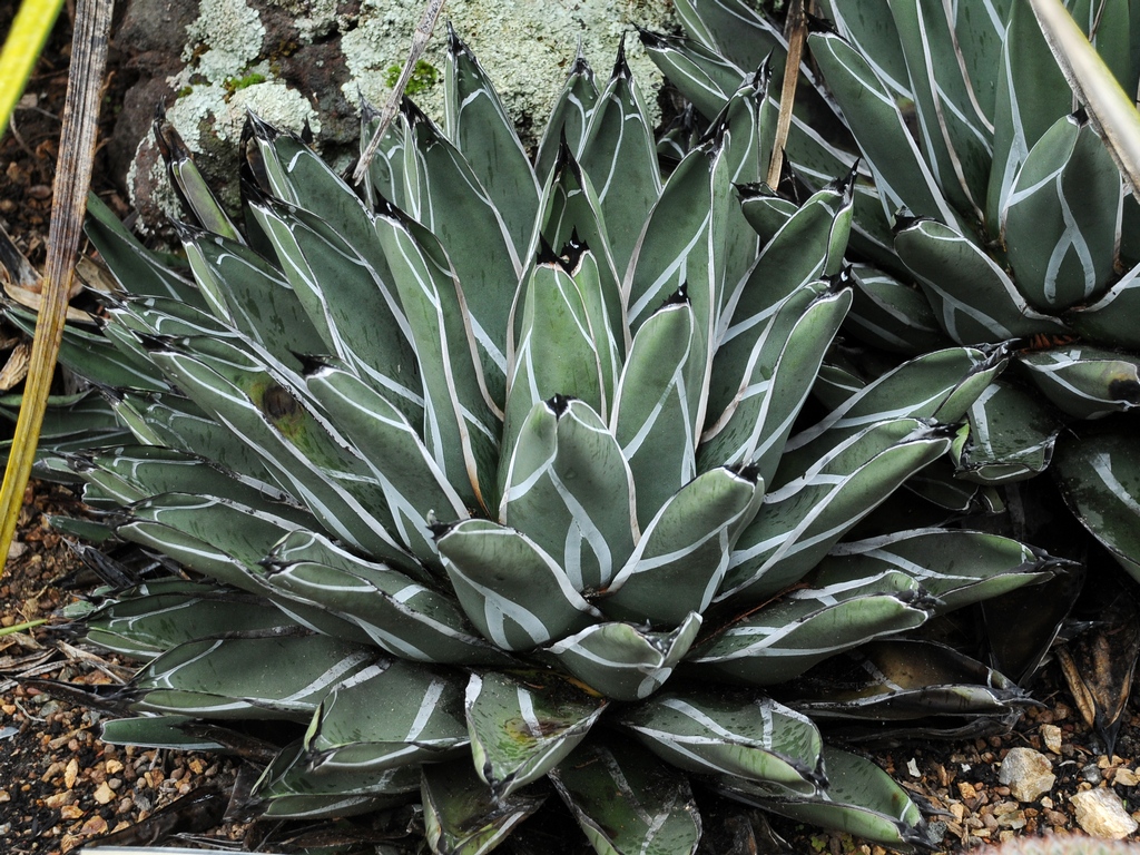 Изображение особи Agave victoriae-reginae.